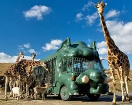 アフリカンサファリのライオン