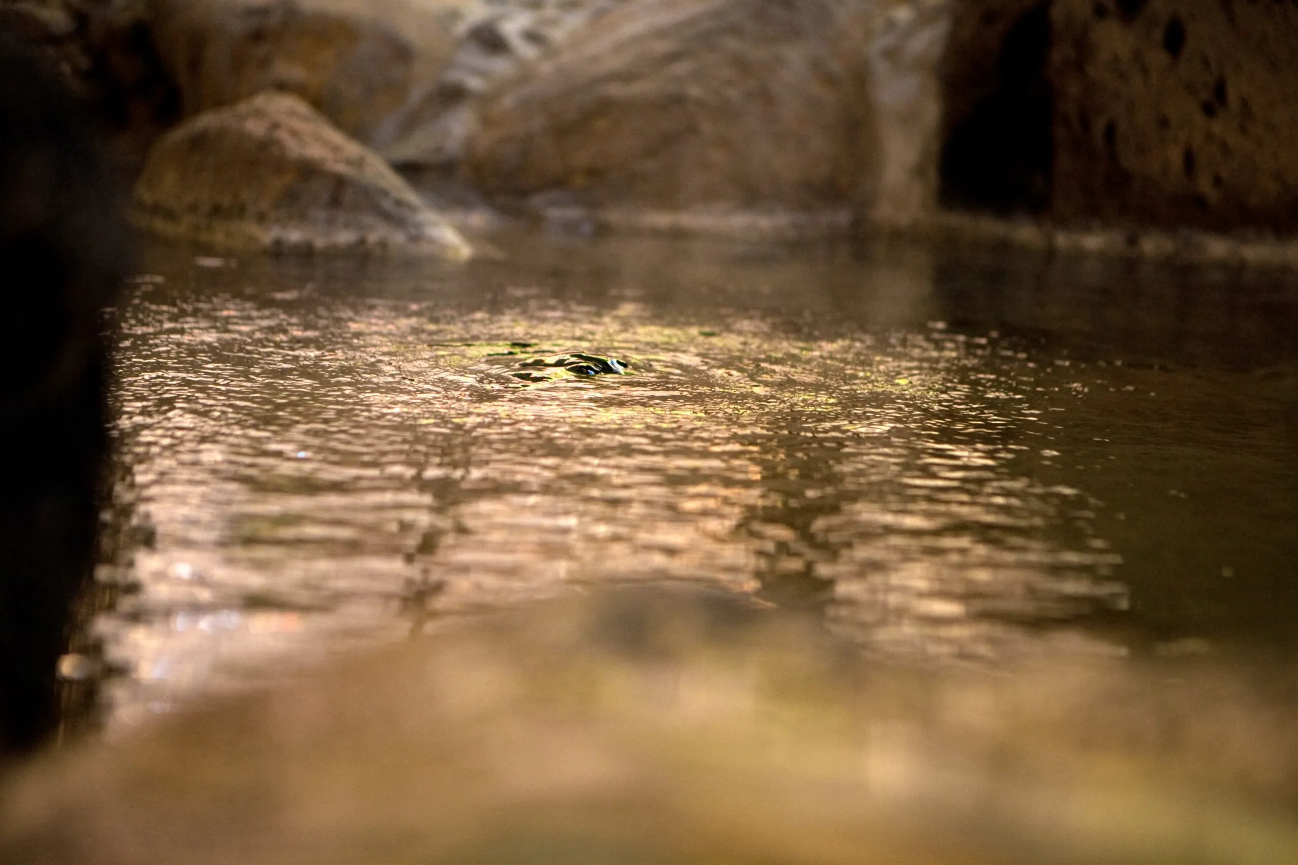 料理メインビジュアル